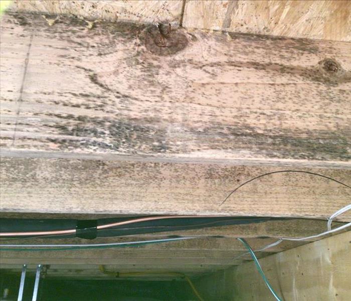 Mold in wood